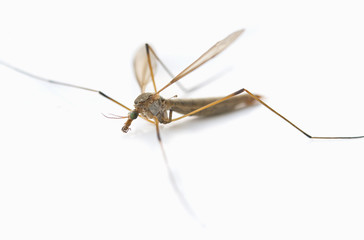 anopheles mosquito