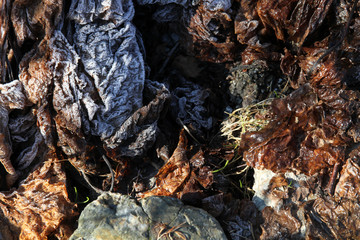 Foglie d'inverno