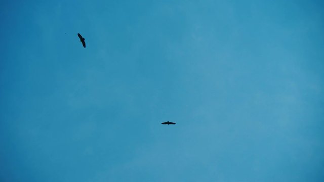 Two hawks soar in blue sky with their wings wide spread. Pair of birds fly