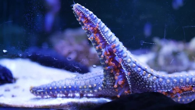 starfish moving underwater animal of under sea