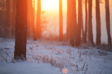 Sunrise in winter forest