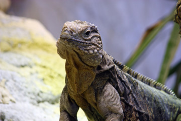 Cuban rock iguana