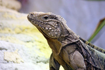 Obraz premium Cuban rock iguana