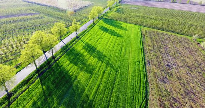 Aerial view of green countryside. Green nature with sunset shining and making long shadows of trees.