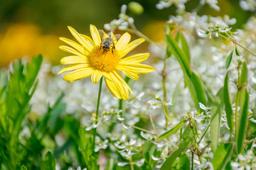 Bee on flower