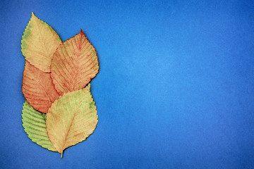 autumn leaves on blue background. copy space