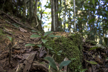 Detail of Atlantic Forest vegetation on a trail