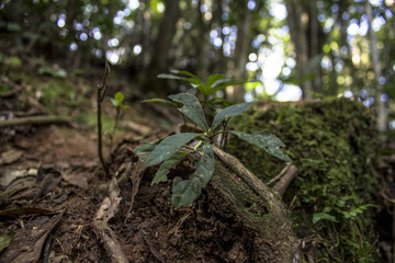 Detail of Atlantic Forest vegetation on a trail