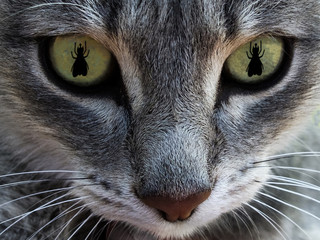 The cat's face with eyes as fly. The concept of hunting for flies. Macro.