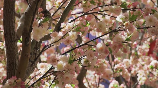 Pink tree blossoms in garden HD
