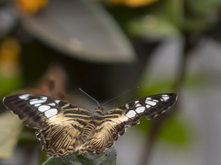 title will change later