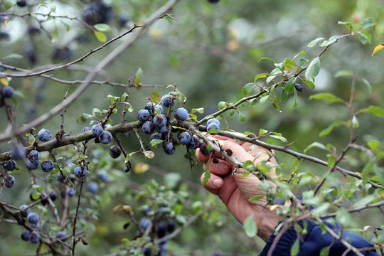 auf dem Land, eine Frau pfl&uuml;ckt Schlehenbeeren