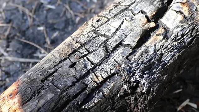 damaged by fire has burned pine trees in the forest,

