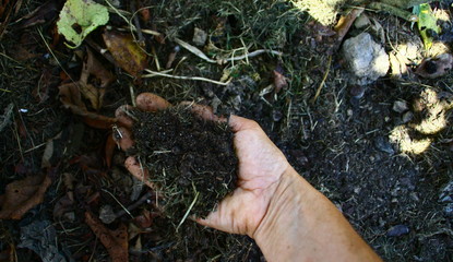 terreau bio,compost dans la main