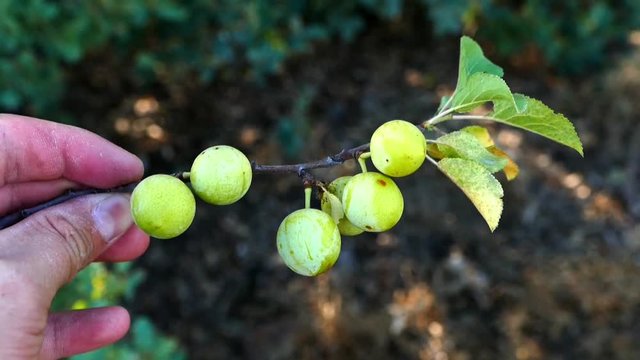 Prunus spinosa, Erik Jackal, medical mountain plum fruit,

