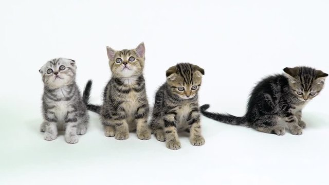 Four scottish fold and straight kittens look up . White background. Slow motion