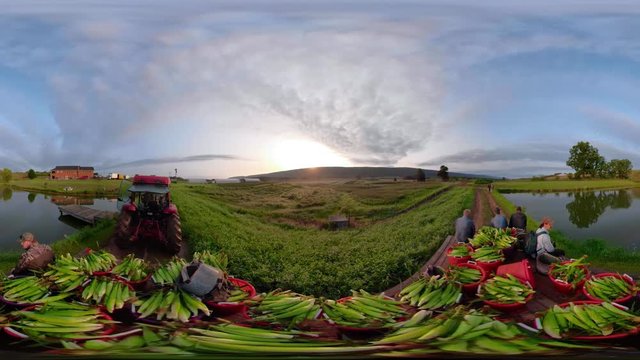 360 vr clip of tractor pulling farmhands and load of freshly picked corn at sunrise.