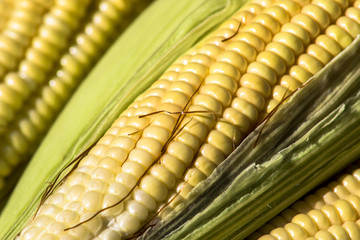 Ears of Sweet Corn in Brazil