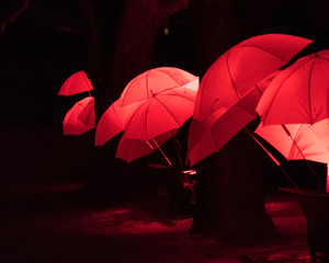 Umbrellas in red near trees