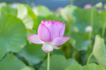 臼杵石仏公園のハス畑