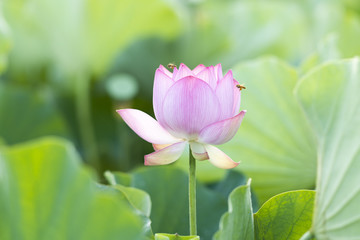 臼杵石仏公園のハス畑