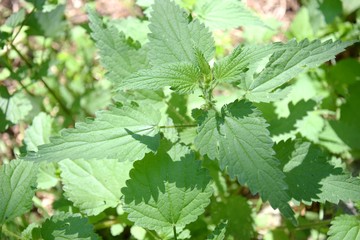 ortica pianta erbacea infestante urticante