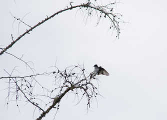 Swallow silhouette in tree