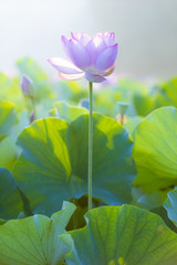 臼杵石仏公園のハス畑