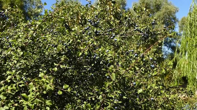 Prunus spinosa, jackal plum, mountain range, medicinal herbs,
