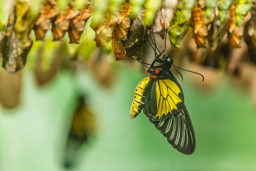 Newborn butterfly and the green cocoons