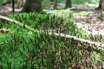A stick on moss