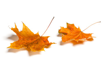 Fototapeta premium Autumn leaves isolated on white background.