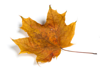 Autumn  leaf isolated on white background.
