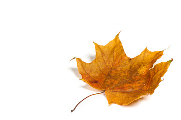 Autumn  leaf isolated on white background.
