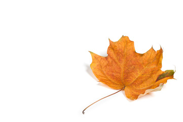 Autumn  leaf isolated on white background.
