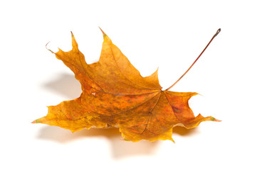 Autumn  leaf isolated on white background.
