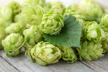 Obraz premium Fresh green hop on a wooden table