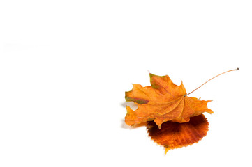 Autumn  leaves isolated on white background.