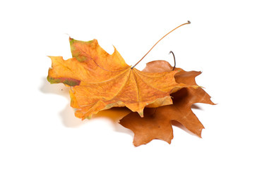 Autumn  leaves isolated on white background.