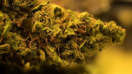 Dry marijuana buds