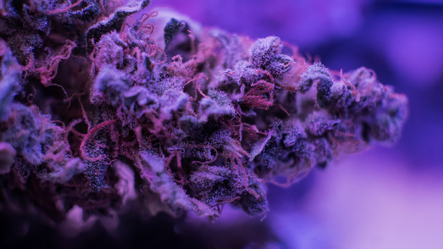 Psychoactive constituent of cannabis. Tetrahydrocannabinol THC
