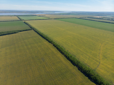 Green fields before harvesting. Top aerial view made by drone
