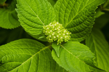 spring colors in the yard