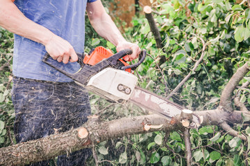 Obraz premium A man with a chainsaw sawing a tree fallen after a hurricane