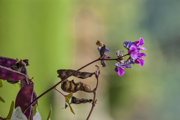 spring colors in the yard