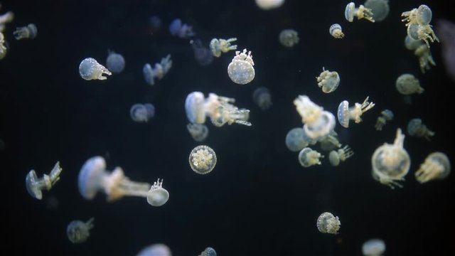 Jellyfish at the Vancouver aquarium.
