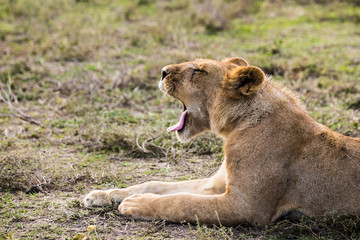 A Profile of A Tired Lion Yawning