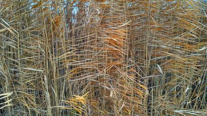 Thickets of dry reed on the shore of the lake