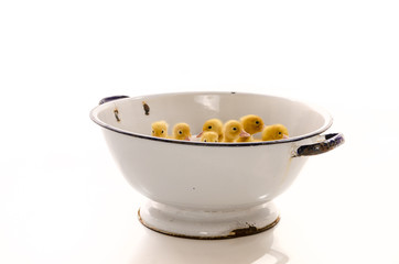 Very cute ducklings