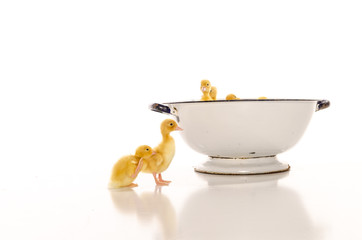 Very Cute Ducklings